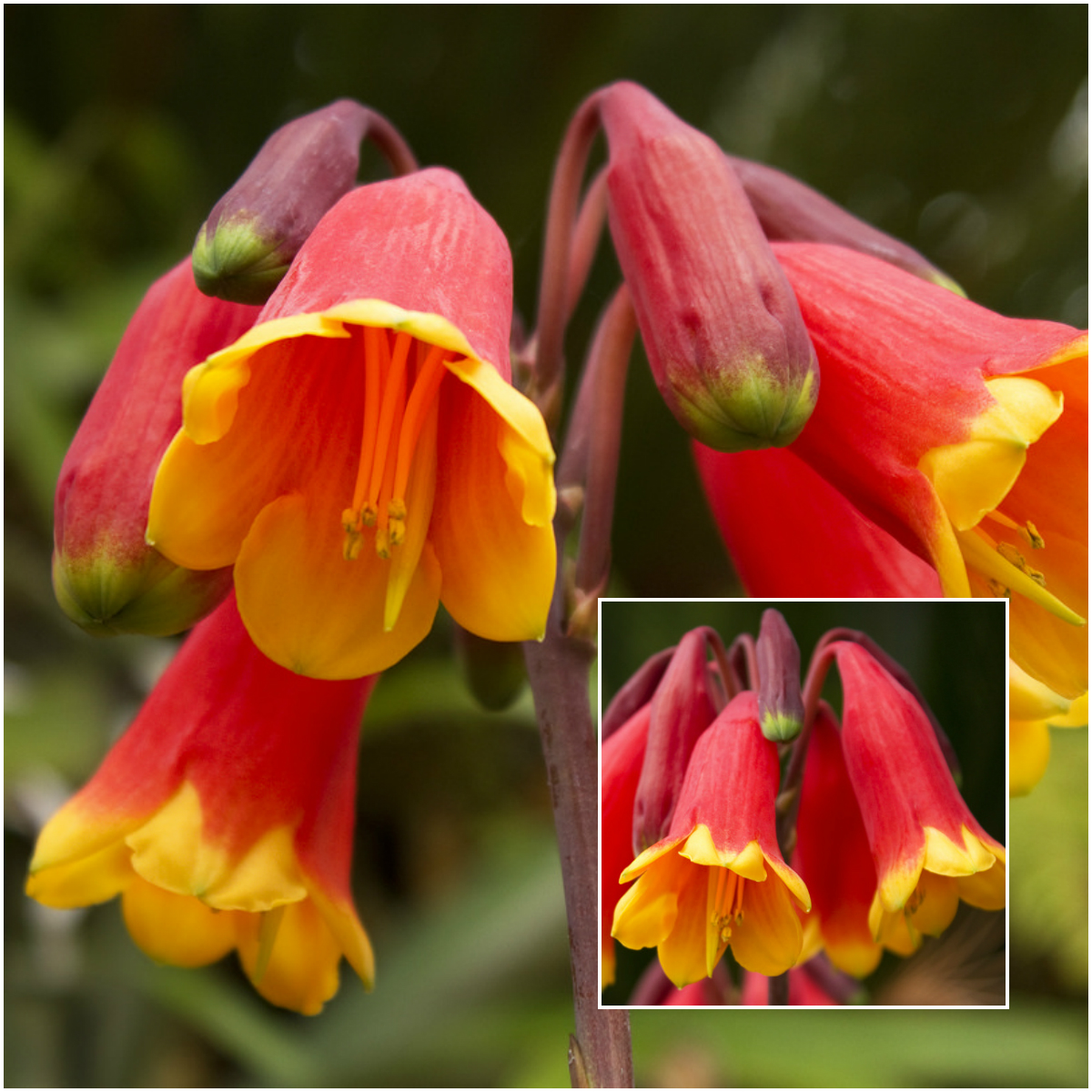 Mountain Christmas Bells